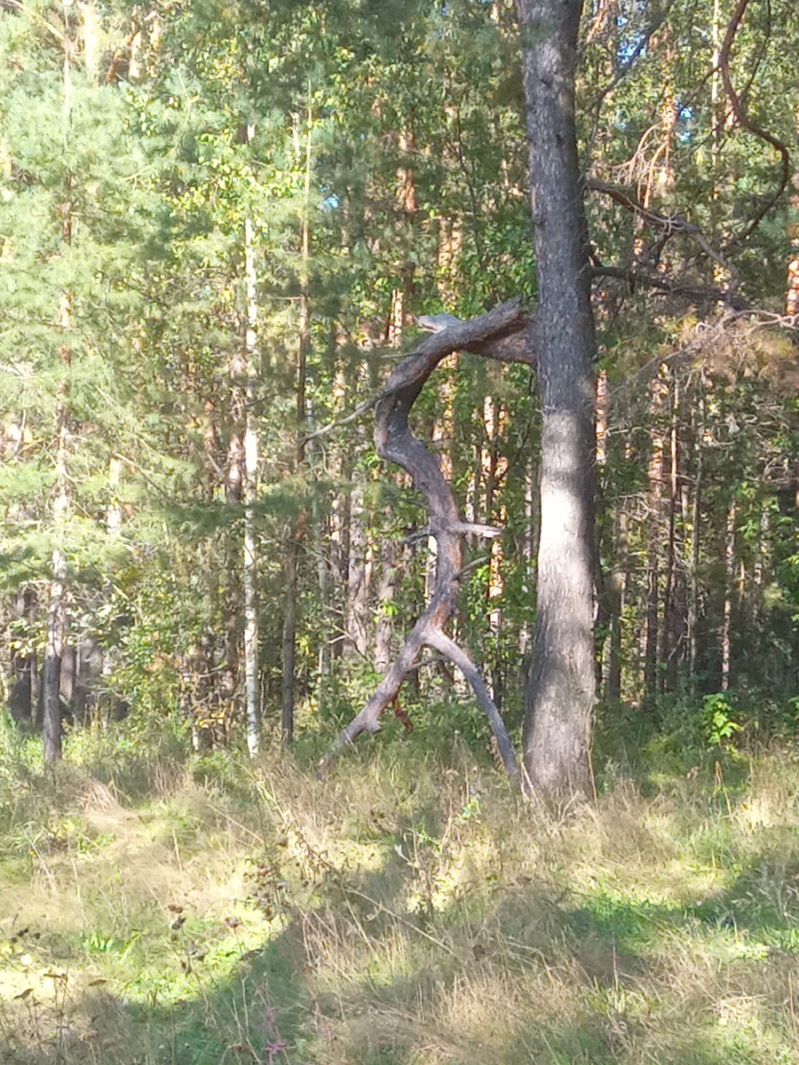 Сосна, которая пошла - не находите?