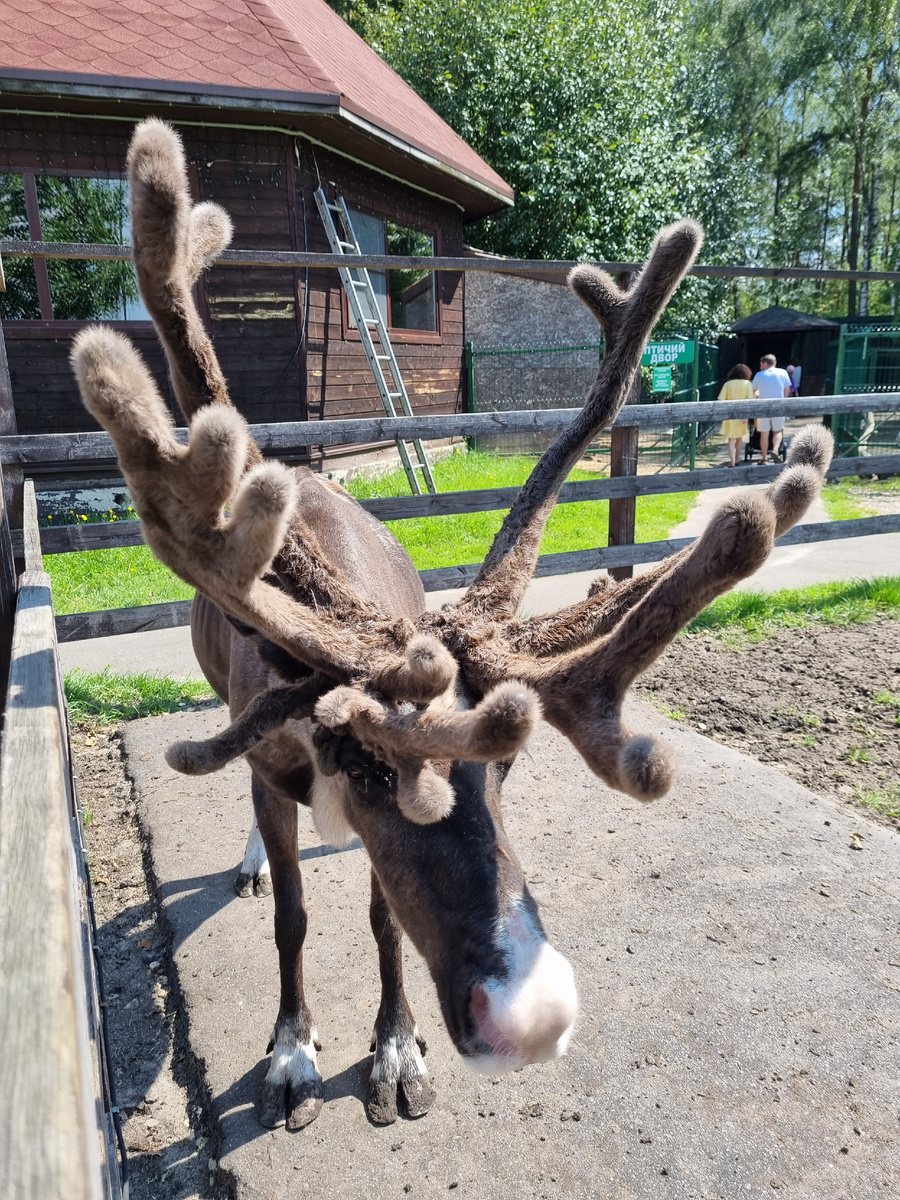На ферме «Северный олень». Фото автора статьи.
