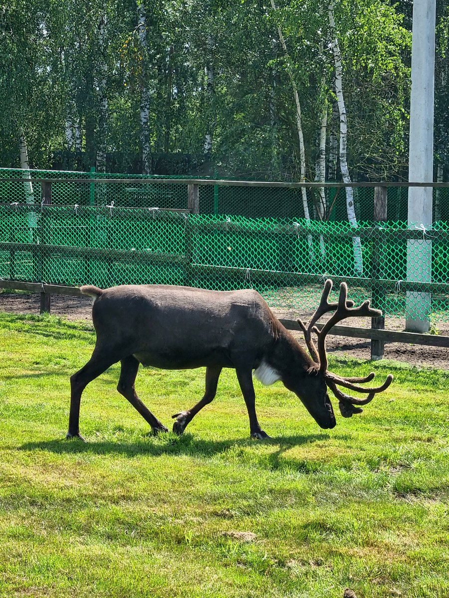 На ферме «Северный олень». Фото автора статьи.