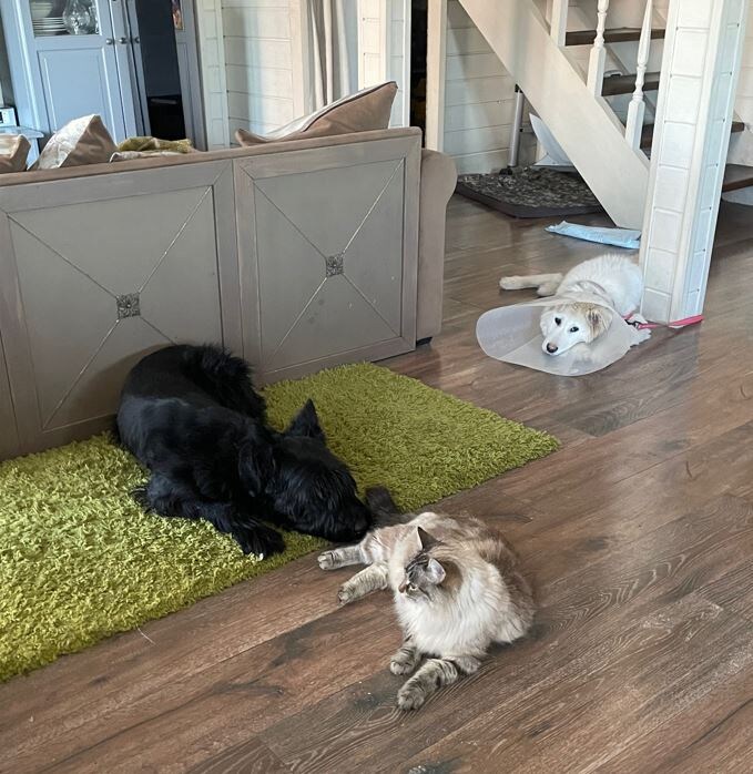 Щенок после 2-х операций. Сначала держали его в закрытой ванной, но он сожрал все дверные наличники. Перевели его в комнату ближе к народу, куда он и стремился. Привязан, потому что постоянно хотел побегать и поиграть, а скользкий пол из ламината - это не самое подходящее покрытие для животных, а для оперированных тем более.