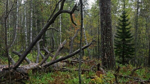    © Sputnik / Илья Наймушин