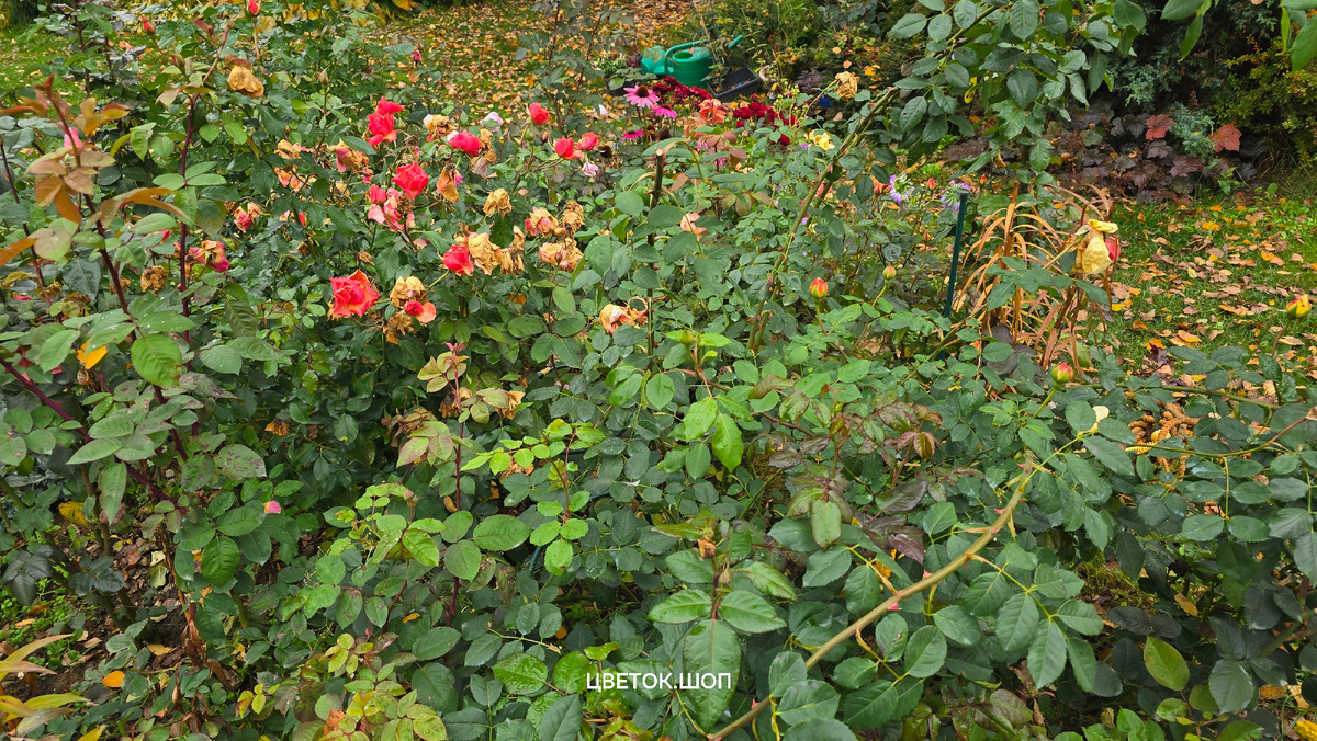 Она же осенью, до обрезки 