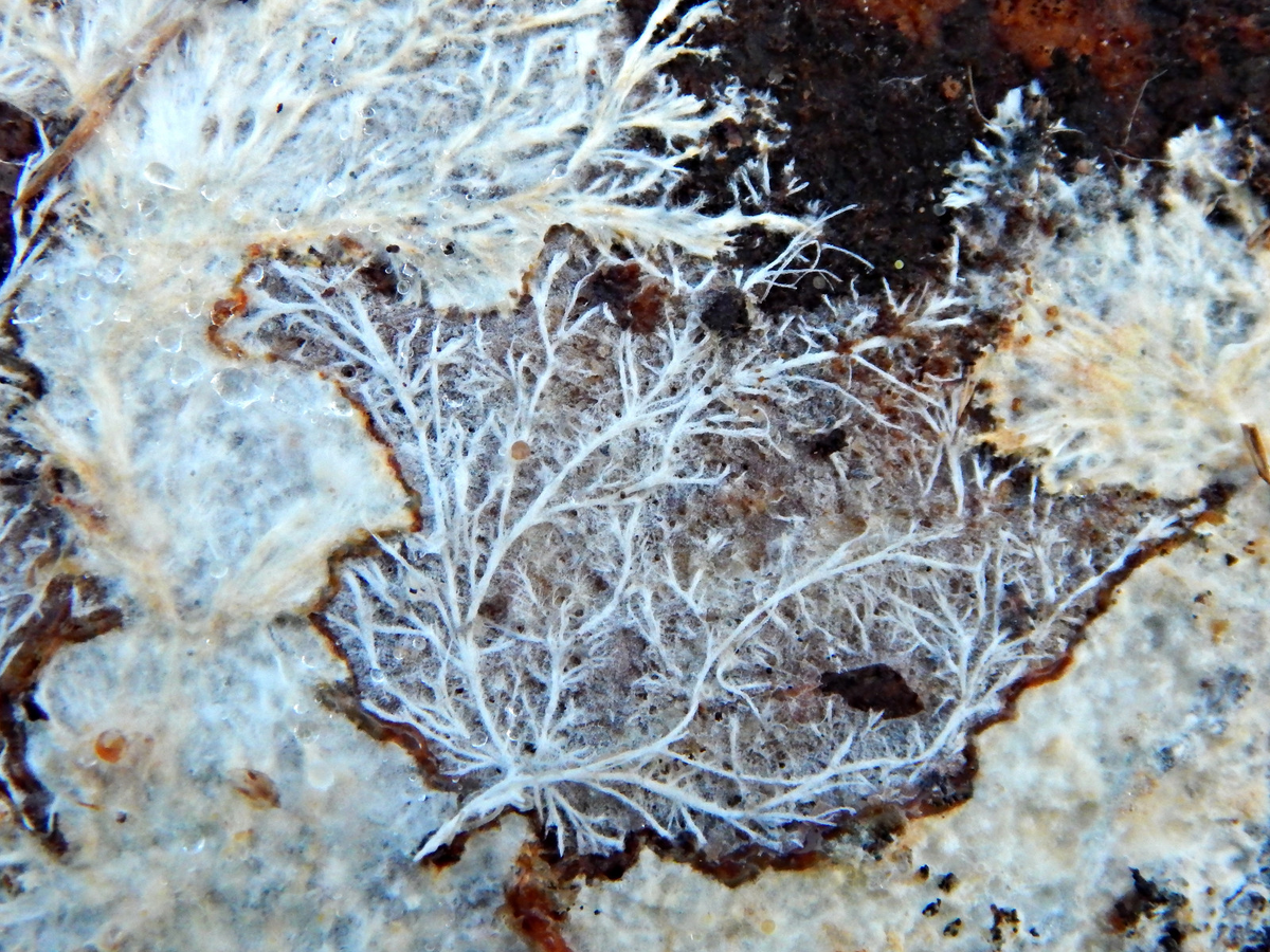 Микроскопические пионеры: грибы, превращающие камни в почву