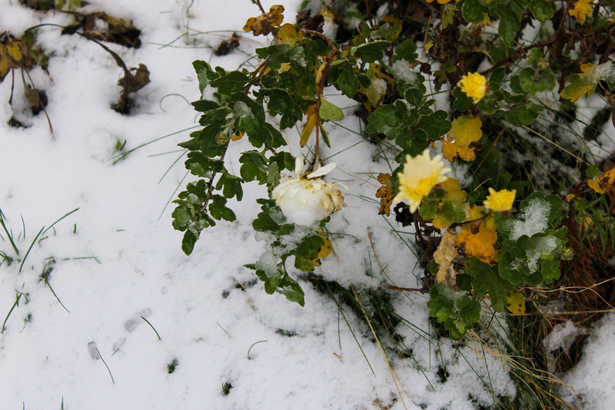 Снег осложнил сбор урожая.  Фото: ФедералПресс / Ксения Кобалия