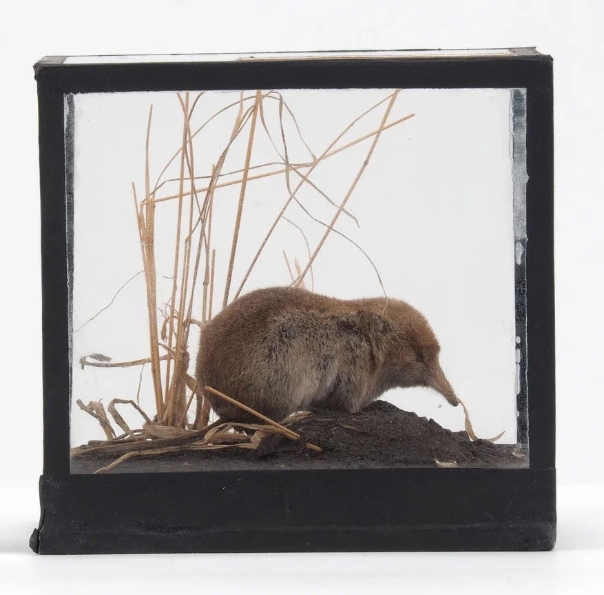 Обыкновенная бурозубка из коллекции Зоомузея КФУ