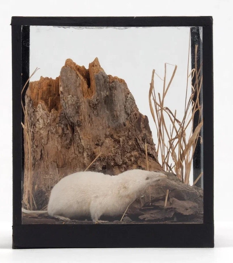 Обыкновенная бурозубка альбинос из коллекции Зоомузея КФУ