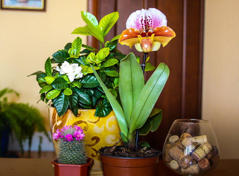 Мой молоденький Венерин башмачок 