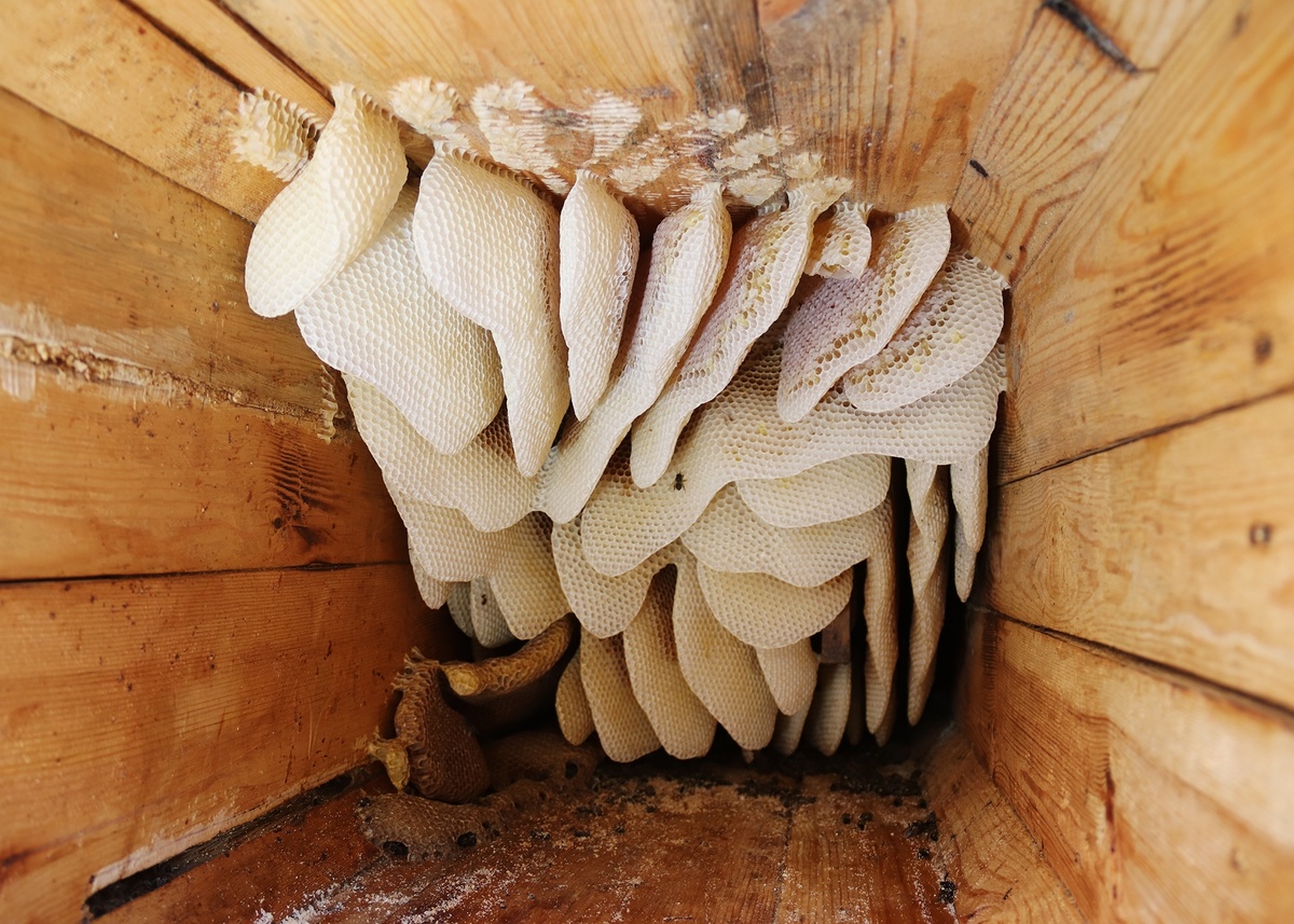 Фото 2. Соты в голубой колоде апрель 2025