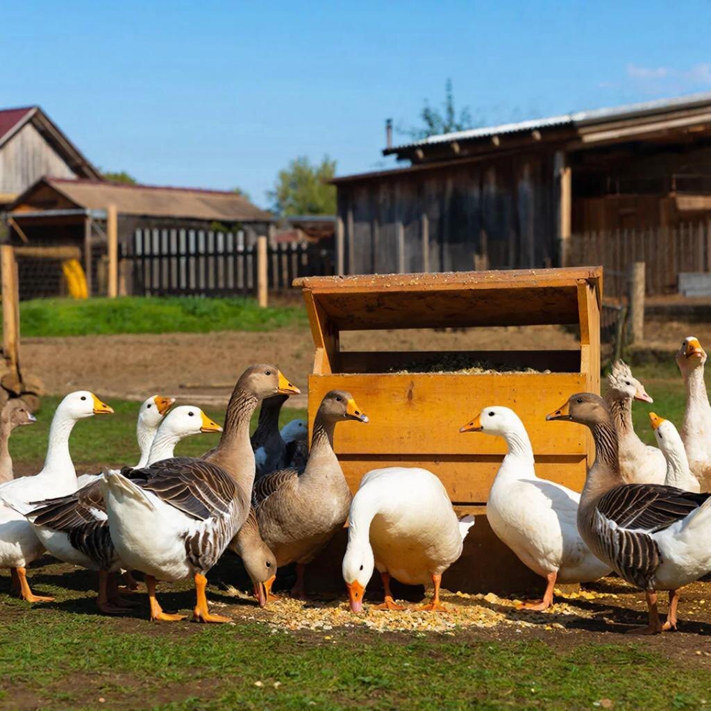 Гуси. Изображение сгенерировано сервисом GigaChat 