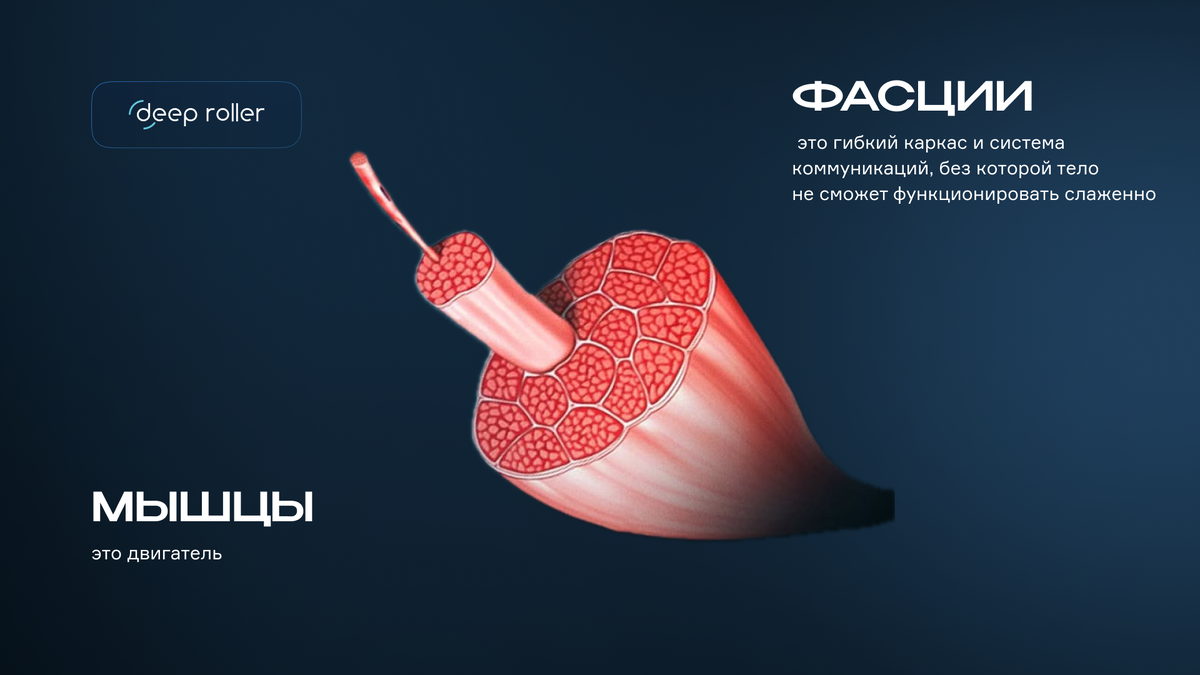 Фасции и мышцы 