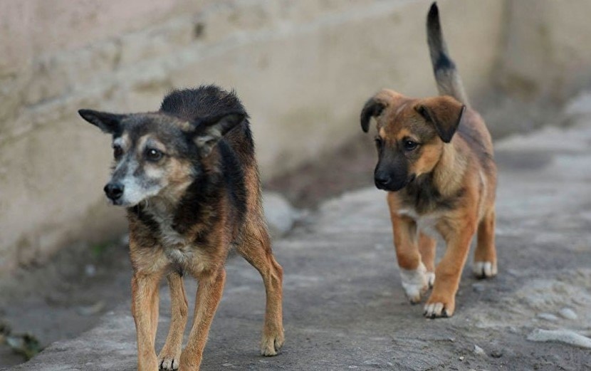    В Сургуте за девять месяцев 2025 года от укусов животных пострадали 280 детей