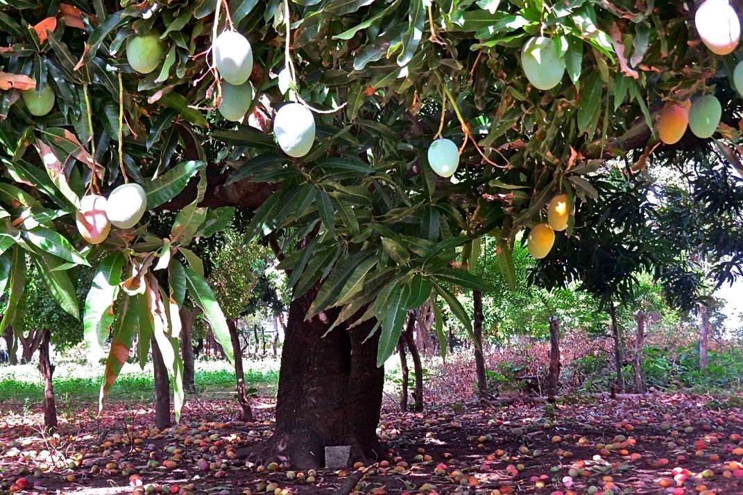 Манговое дерево