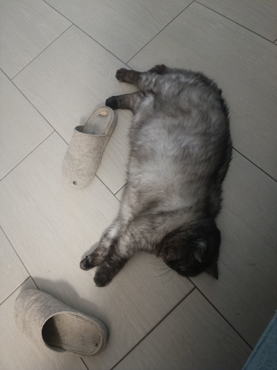 Коша помогала🤣