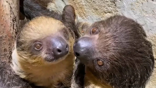 Фото: Ленинградский зоопарк