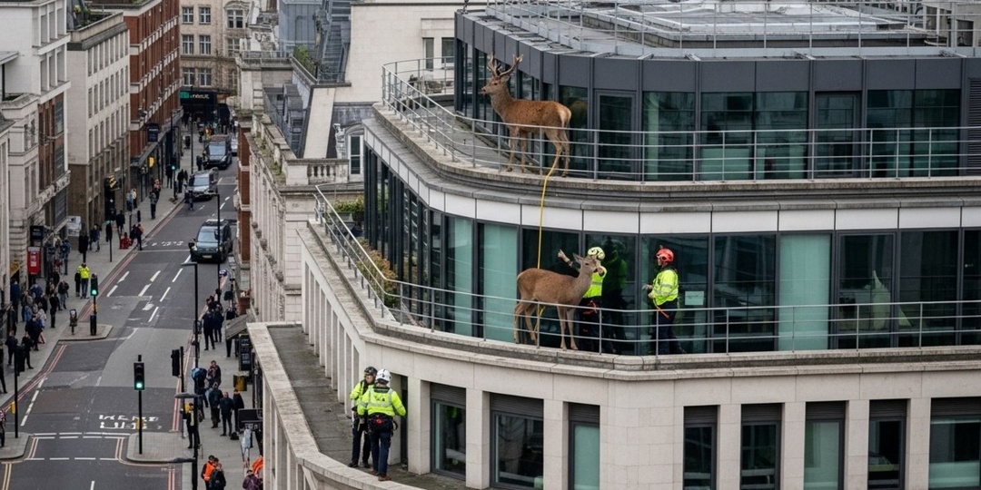 В 2018 году в Лондоне прохожие были удивлены, когда на крыше одного из зданий они увидели оленя