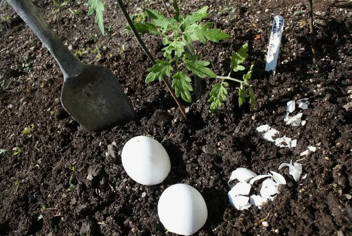 яйцо под корень помидора