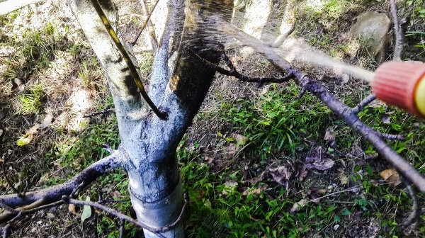 Календарь садовода-огородника: Что нужно успеть сделать с 19 по 24 октября 2025 года