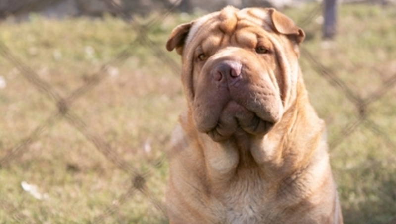      Фото: ИА «Победа26»