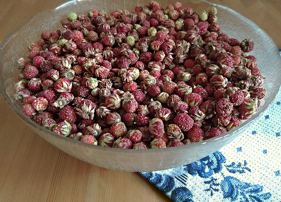 клубника лесная