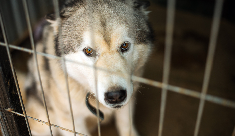 Впереди длинная зима: мэр Усть-Кута решил выселить приют с 170 собаками