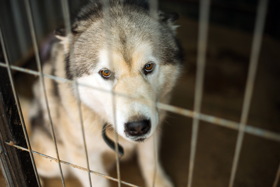    Shutterstock/FOTODOM