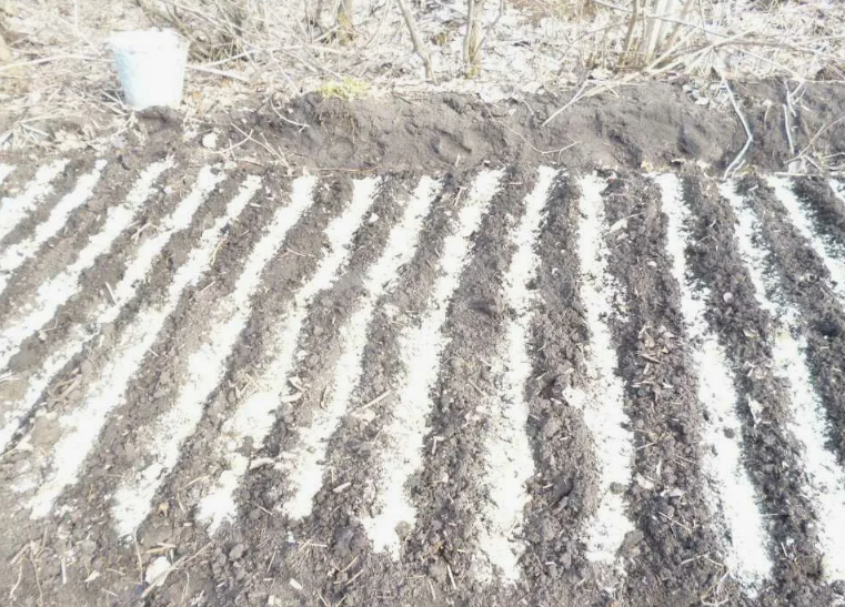 В СИбири сажают, когда лег первый снег, он там обычно уже не тает