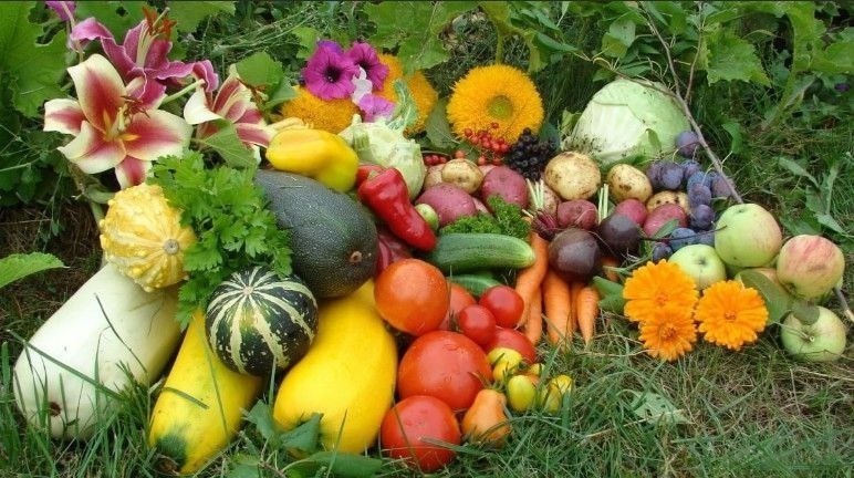 1500 семей Тверской области получили бесплатно плоды нового урожая