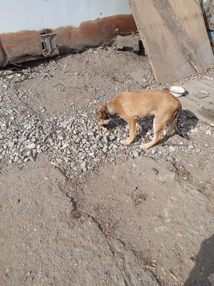 Кусок фанеры - вместо будки. здесь пёсик уже с ошейником. Ошейник этот я попросила у наших местных собачников. Так как я не смогла купить из за отсутствия денег. Фото моё.