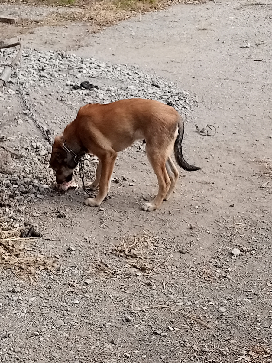Вот такая цепь была  на шее.фото моё.