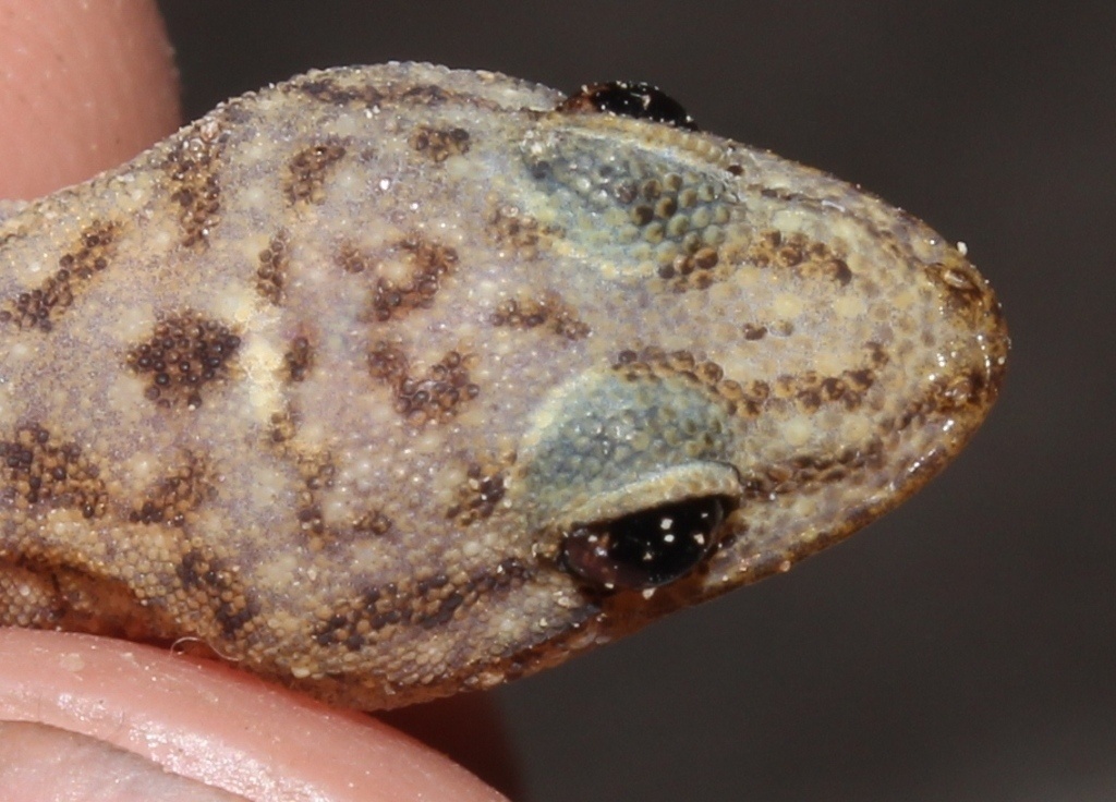     Фото: Alex Rebelo