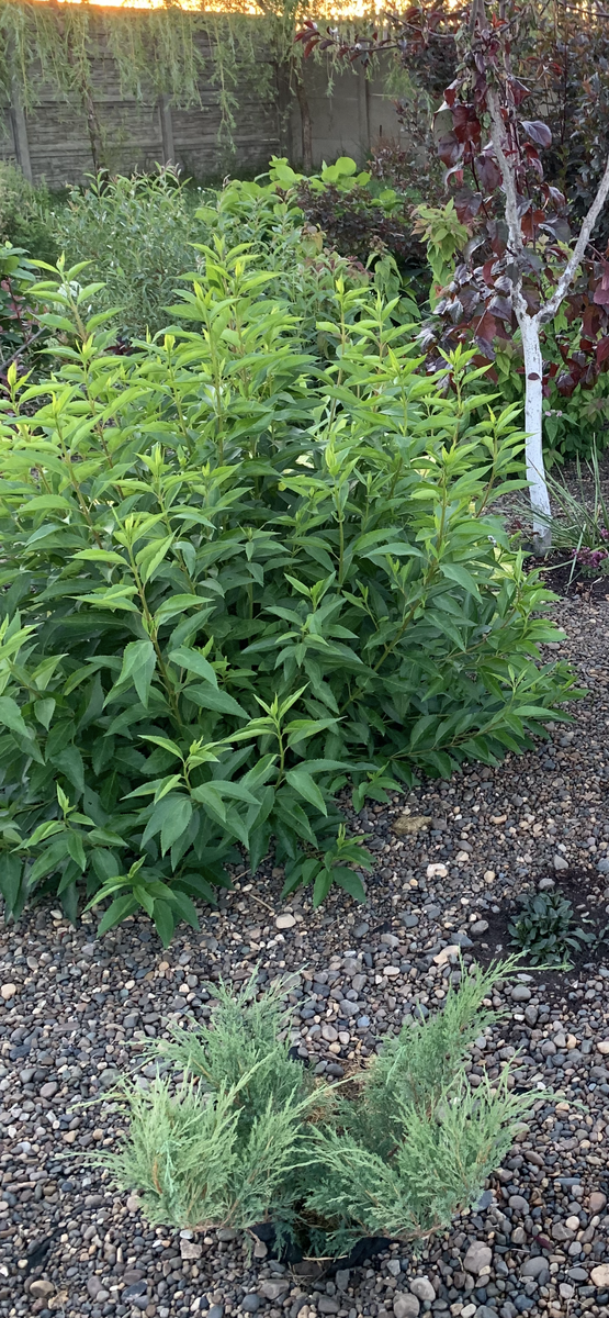 Форзиция в начале лета. Фото Мой второй сад