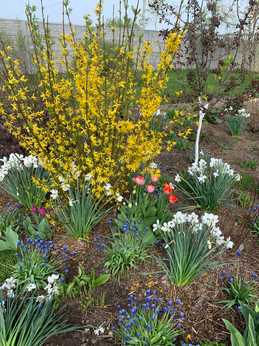 Цветение форзиции в нашем саду. Фото Мой второй сад