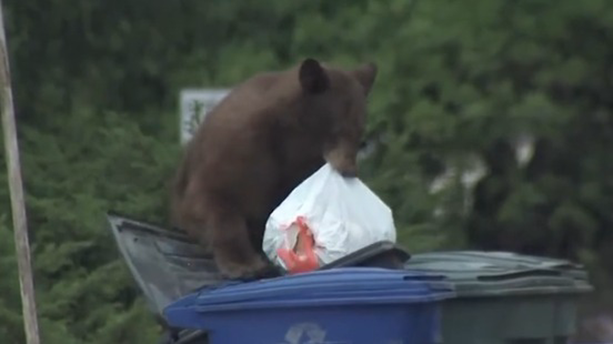    Фото: скриншот / KTLA