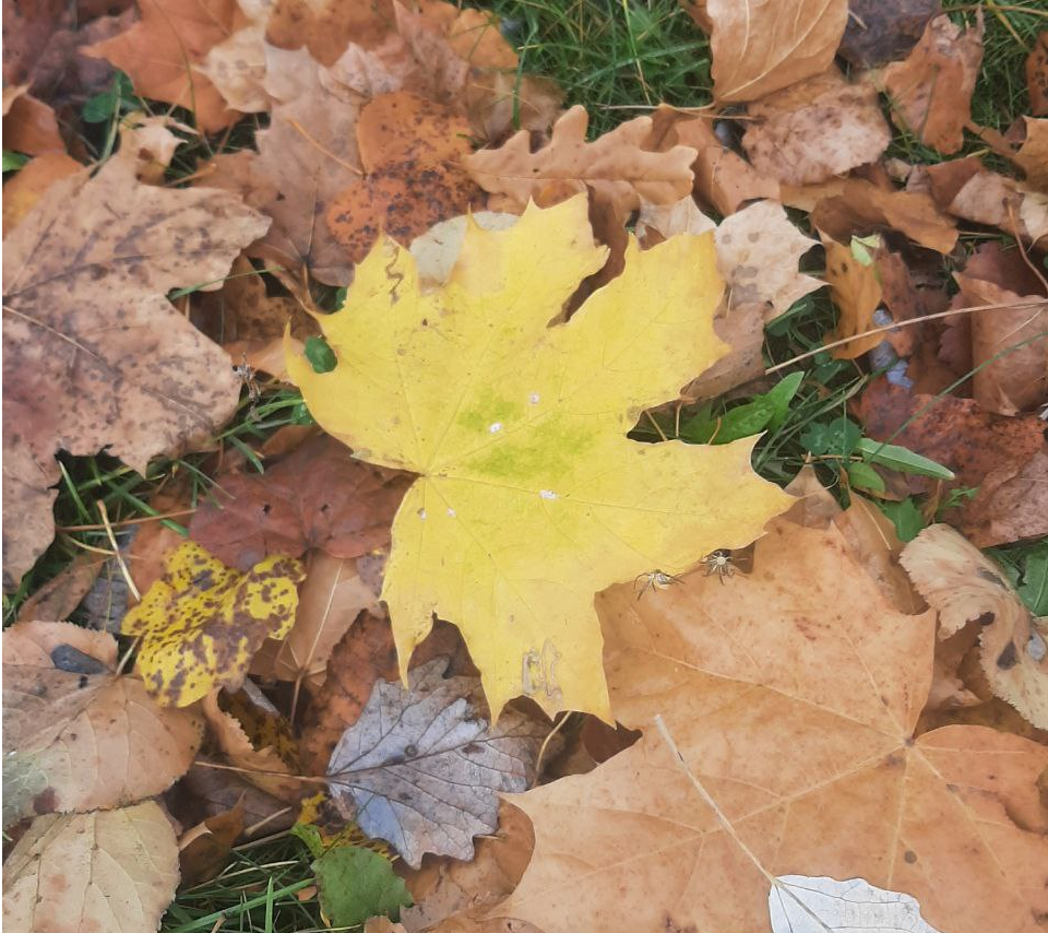Эта осень была очень яркой - красочной - а сейчас листья уже опадают... Фото автора