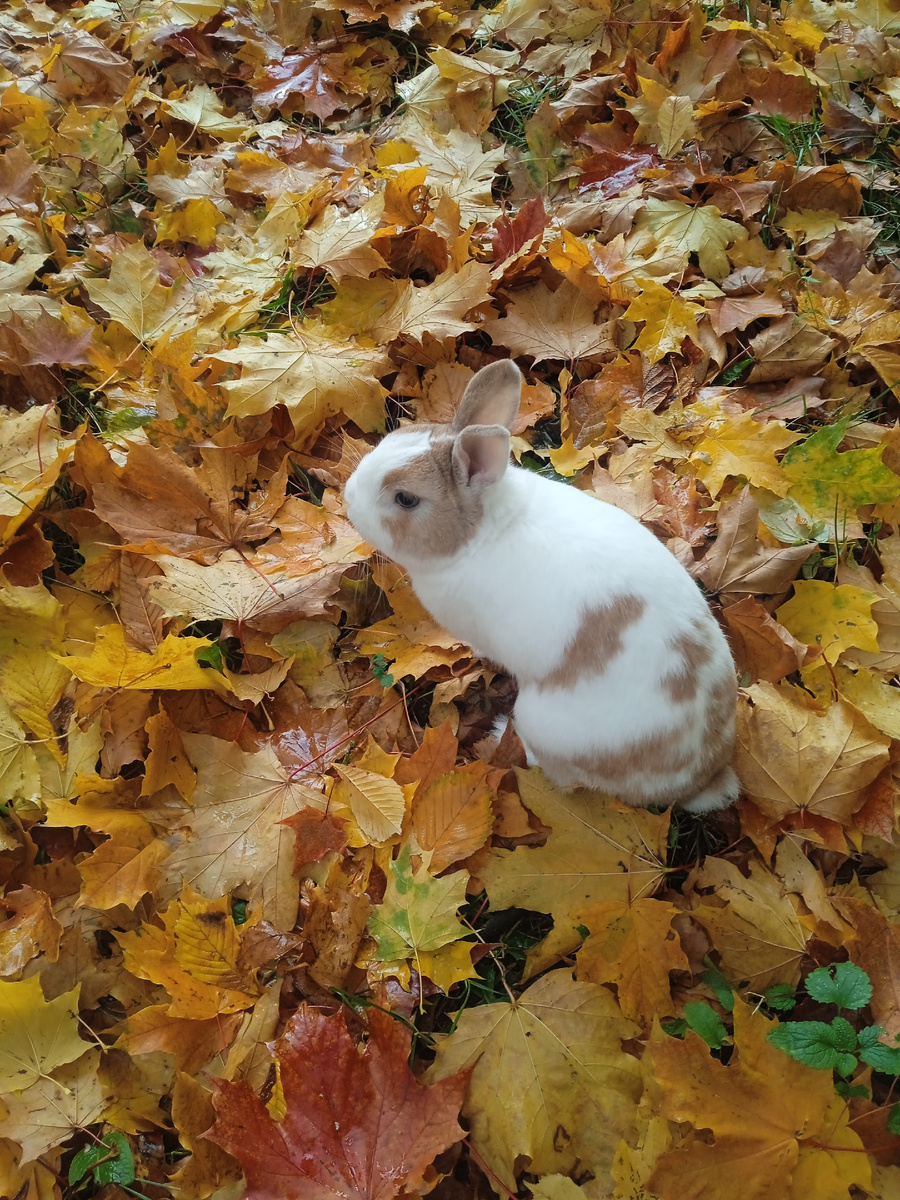 На прогулке с Блинчиком