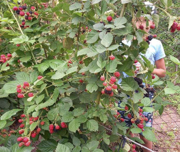 У меня ежевика сорта Черный Сатин, неремонтантная.
