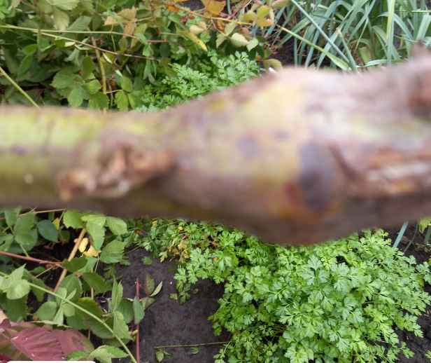 Если есть на стеблях такие утолщения - удаляем