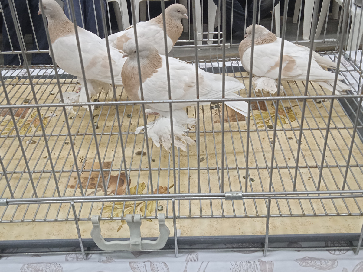 Участники выставки. У многих птичек интересные перья на ножках. Интересно, перья им ходить не мешают? 