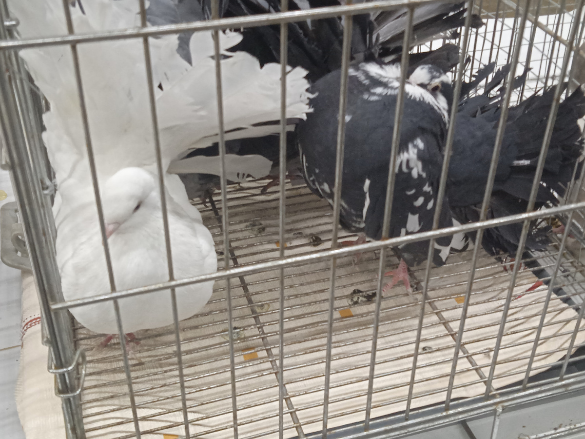 Голуби с пушистыми хвостами.