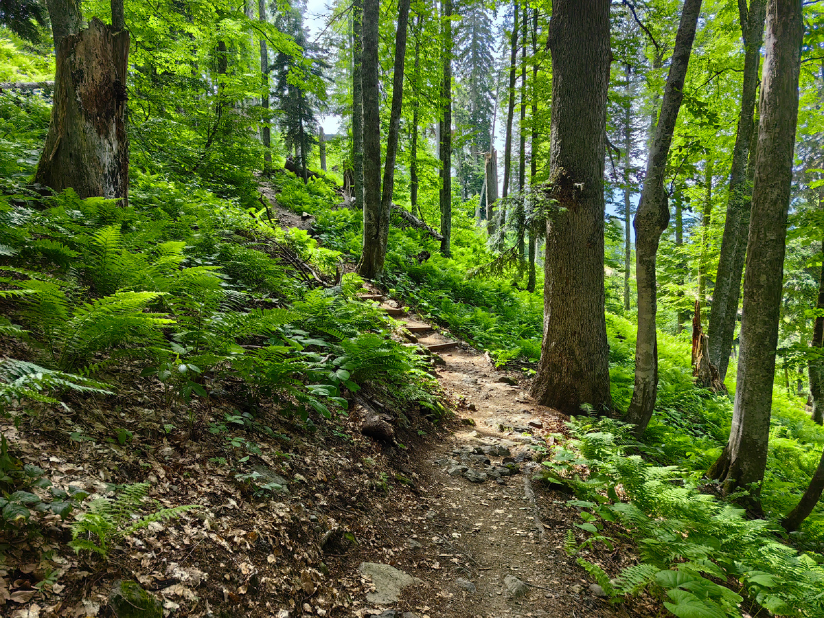Таинственный реликтовый лес предгорий черноморского побережья Кавказа - лучшее место для прогулок всей семьей