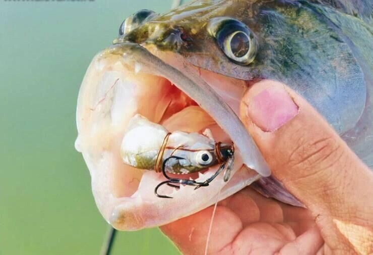 Судак на живца