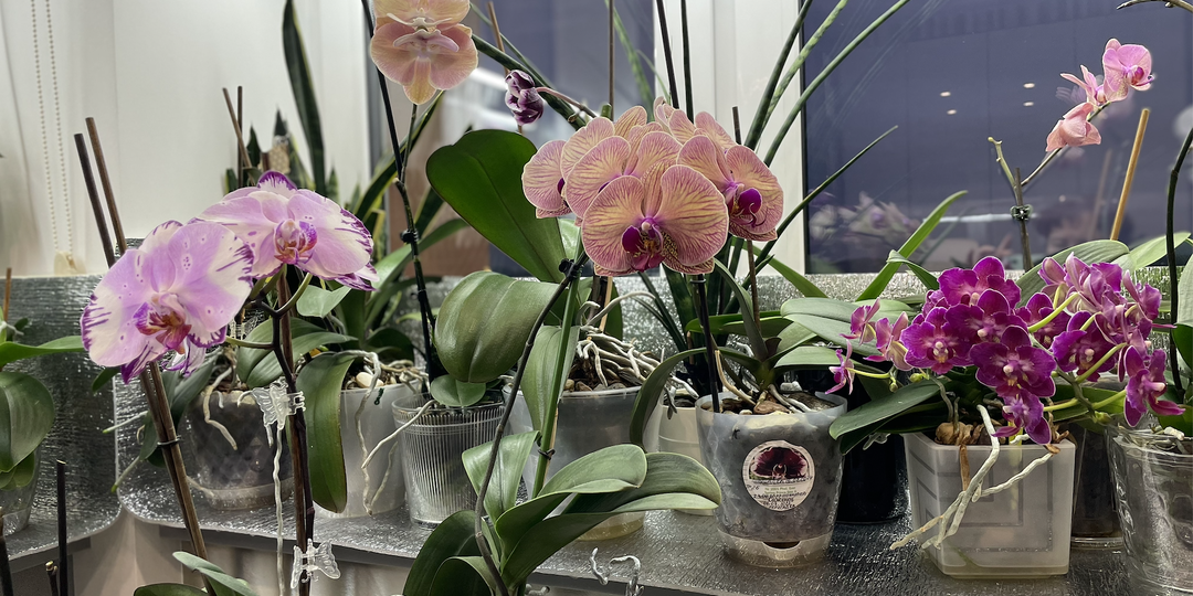 Почему необходимо обязательно утеплять подоконники. Секреты ухода за орхидеями