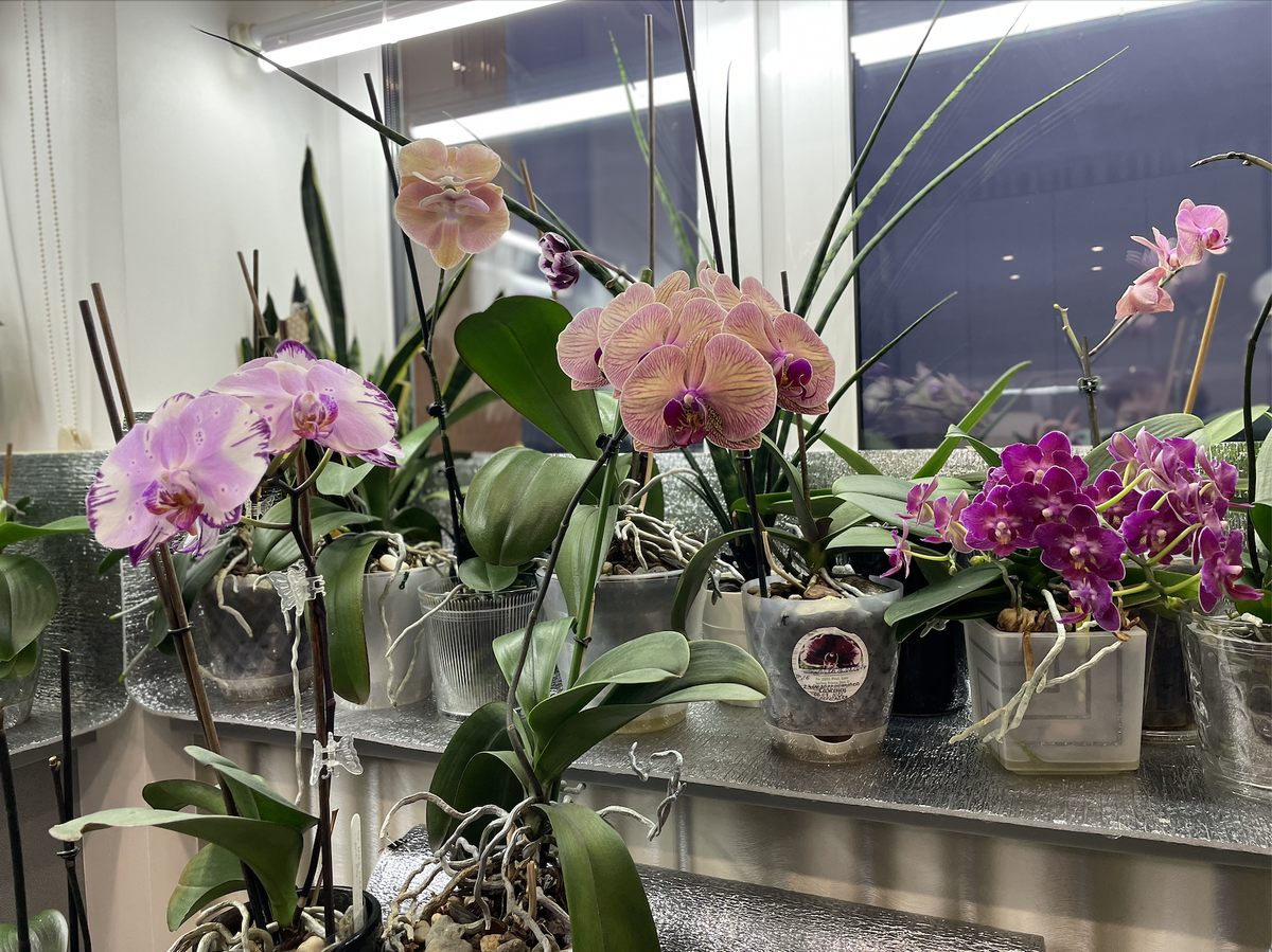 Похолодало. Орхидеи С Еленой Кузнецовой