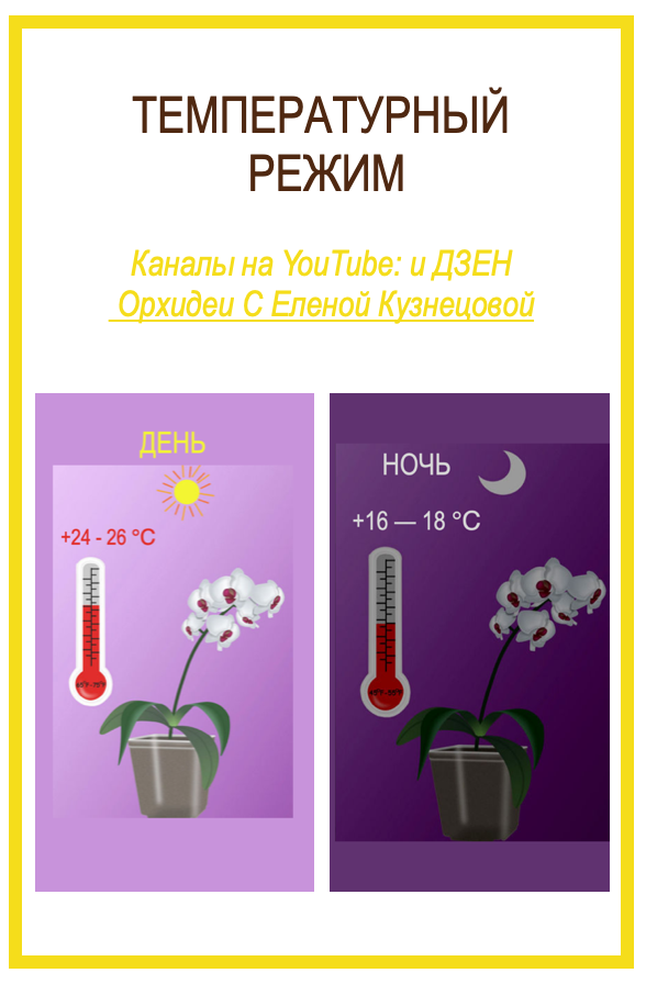 Оптимальный темературный режим для орхидеи фаленопсис. Орхидеи С Еленой Кузнецовой