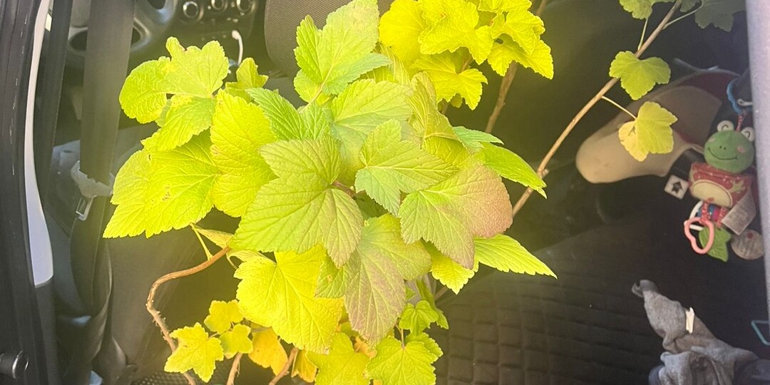 Мои новые жители дачи