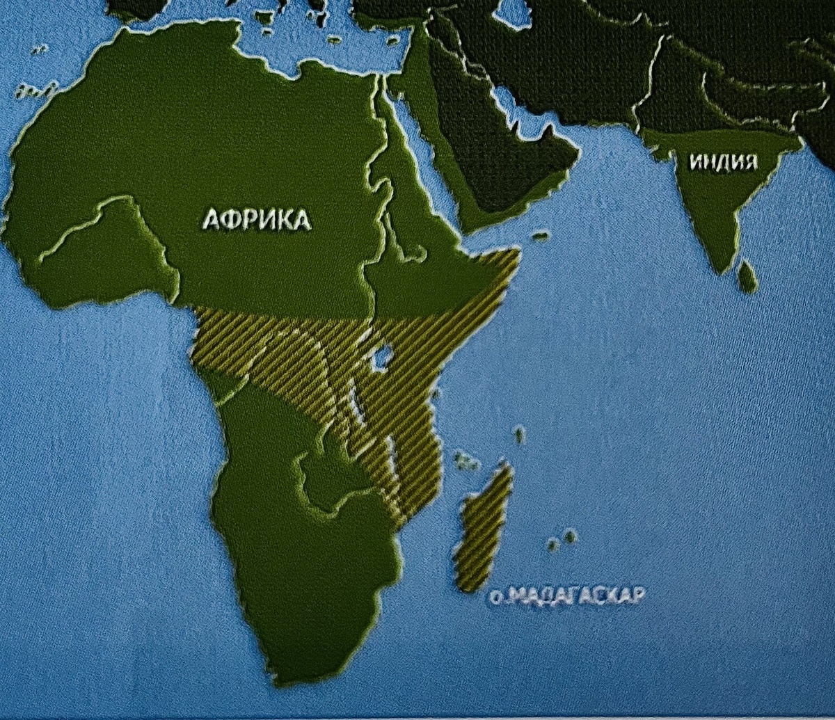 Области распространения хамелеонов 