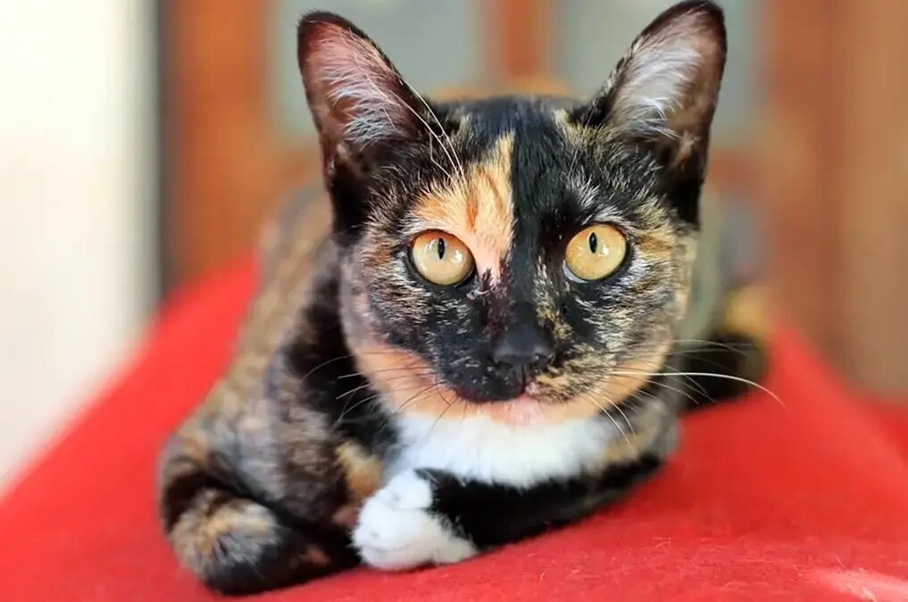    Этот шикарный наряд может украшать собой как простого дворового мурлыку, так и чистокровного аристократа /Shutterstock