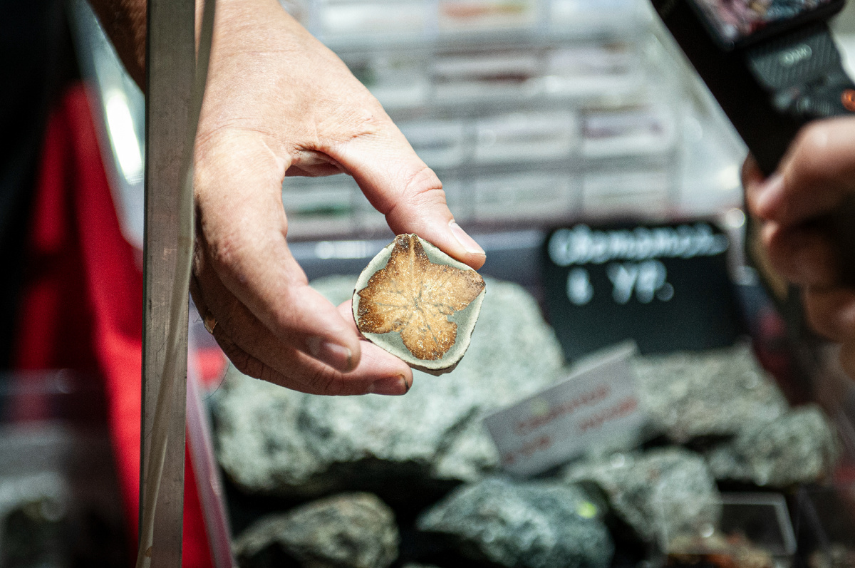 Беломорская рогулька — глендонит