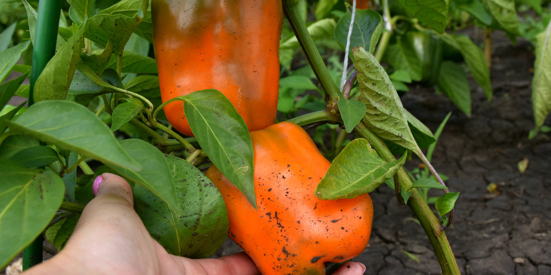 Крупные толстостенные плоды: делюсь впечатлениями о новом сорте. Перец "Оранжевый бык"