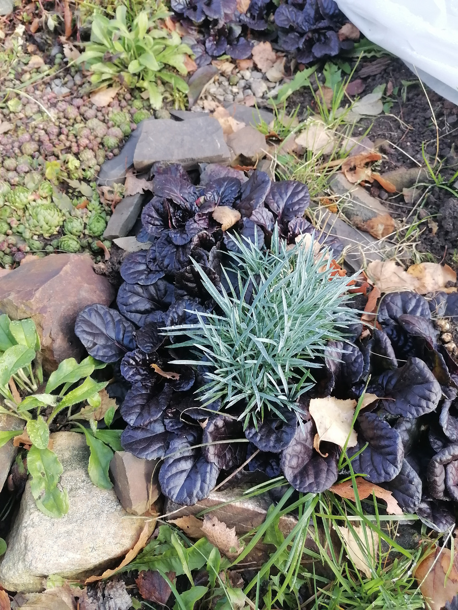 Живучка и гвоздики 